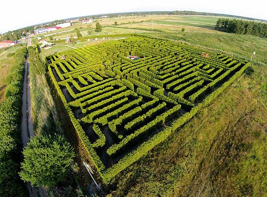 Grafika Naturalny labirynt z żywopłotu
