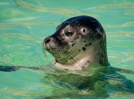 Grafika Sea Park Sarbsk